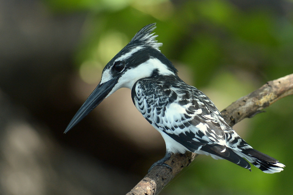Martin-pêcheur pie/Pied Kingfisher (7)