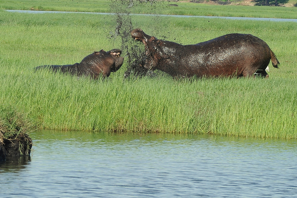 Combat d'hippos (13)