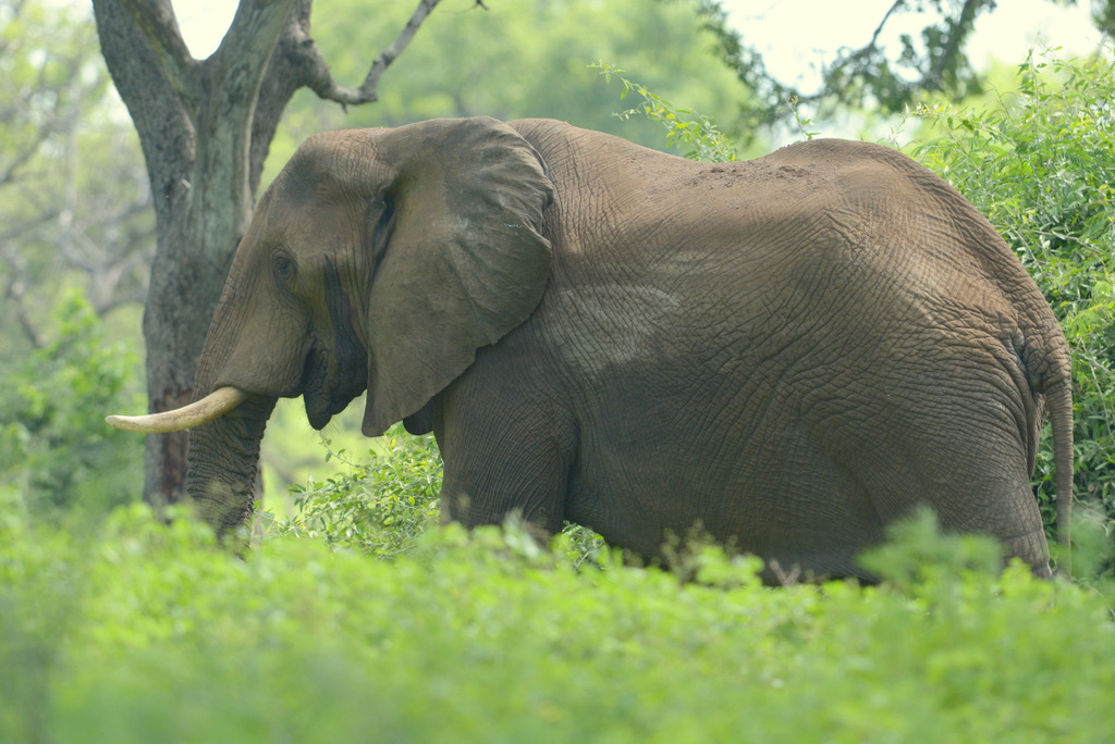 Eléphant (19)