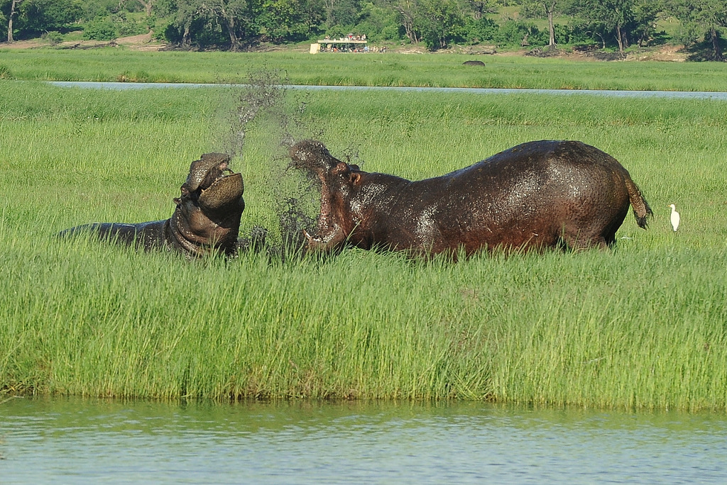 Combat d'hippos (21)