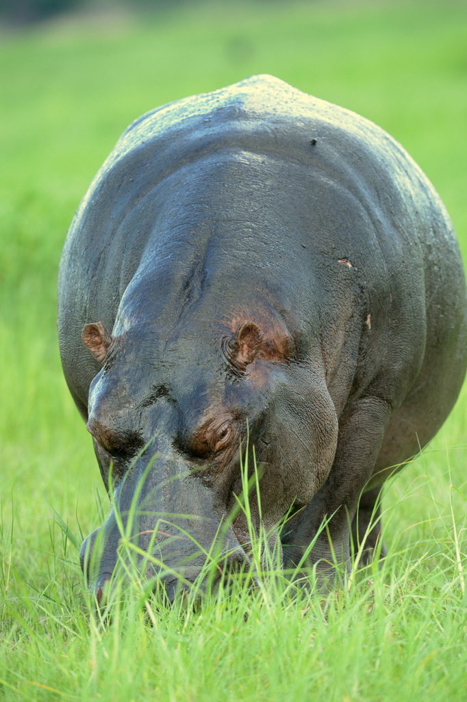 Hippopotame/Hippopotamus (12)