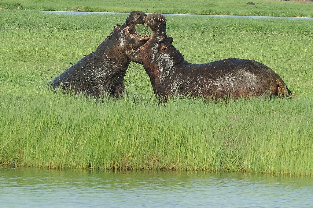 Combat d'hippos (14)