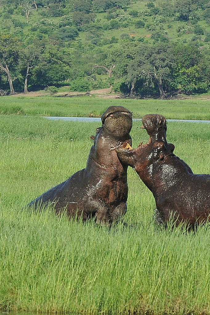 Combat d'hippos (15)