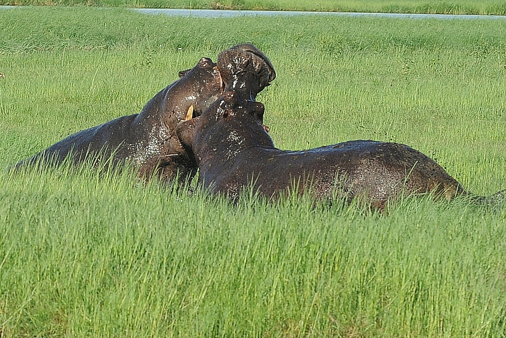Combat d'hippos (16)