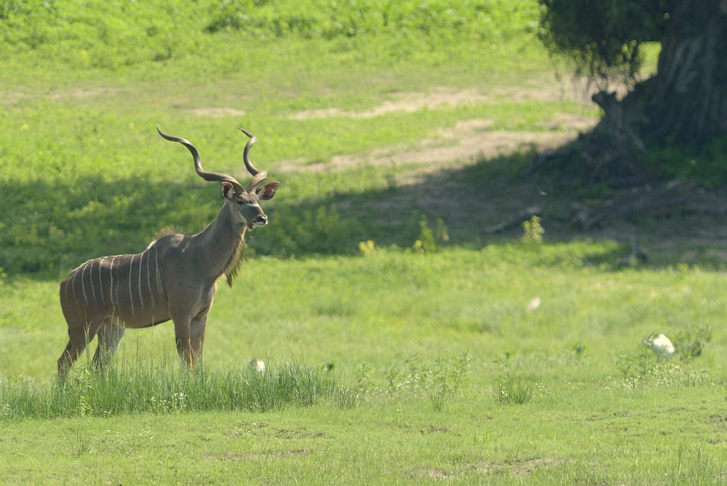 Grand Koudou/Greater Kudu (1)
