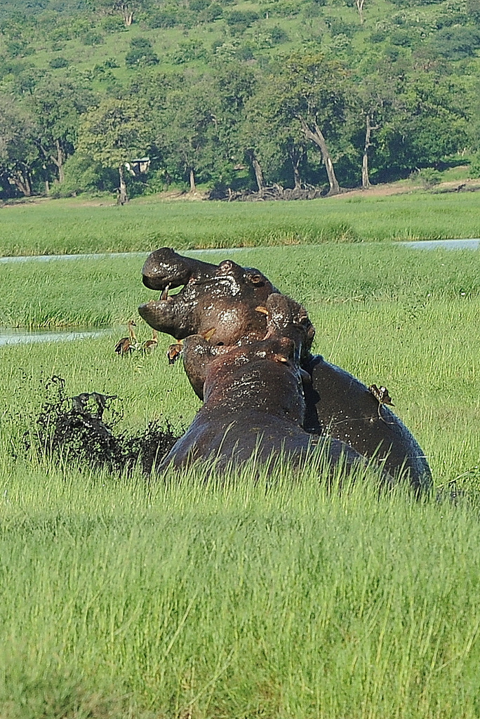 Combat d'hippos (17)