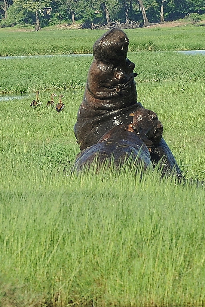 Combat d'hippos (18)