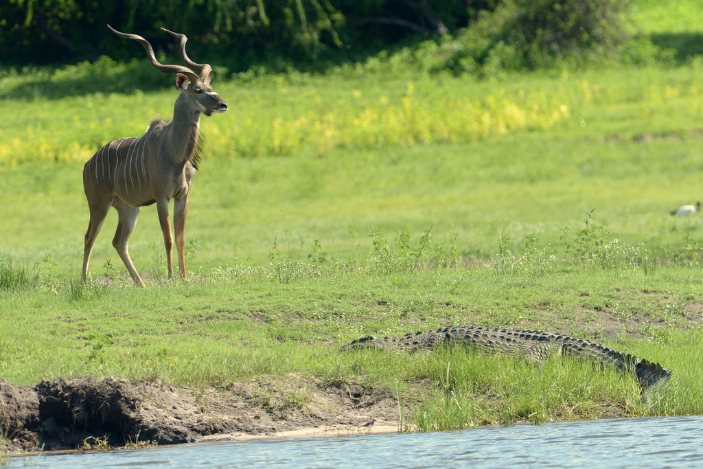 Grand koudou/Greater Kudu (2)