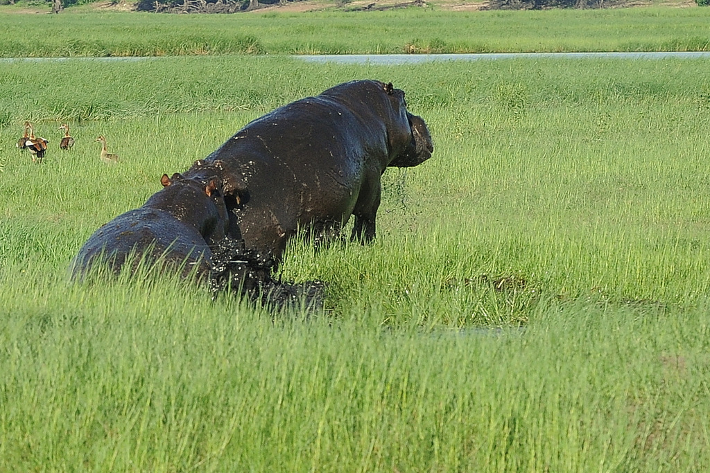 Combat d'hippos (19)