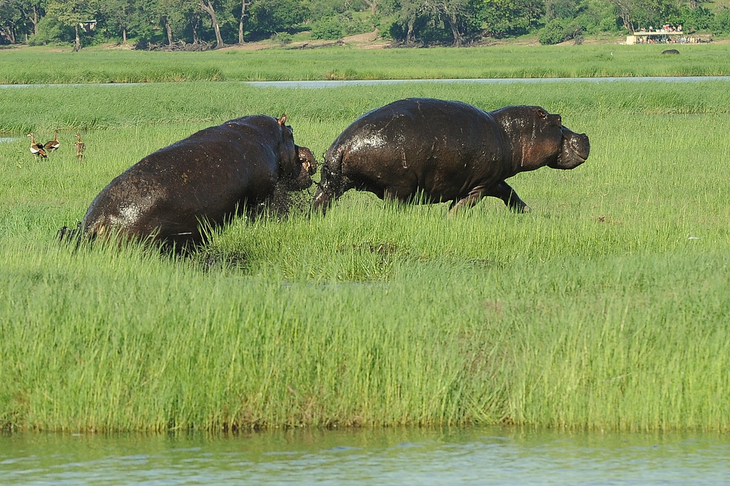 Combat d'hippos (20)
