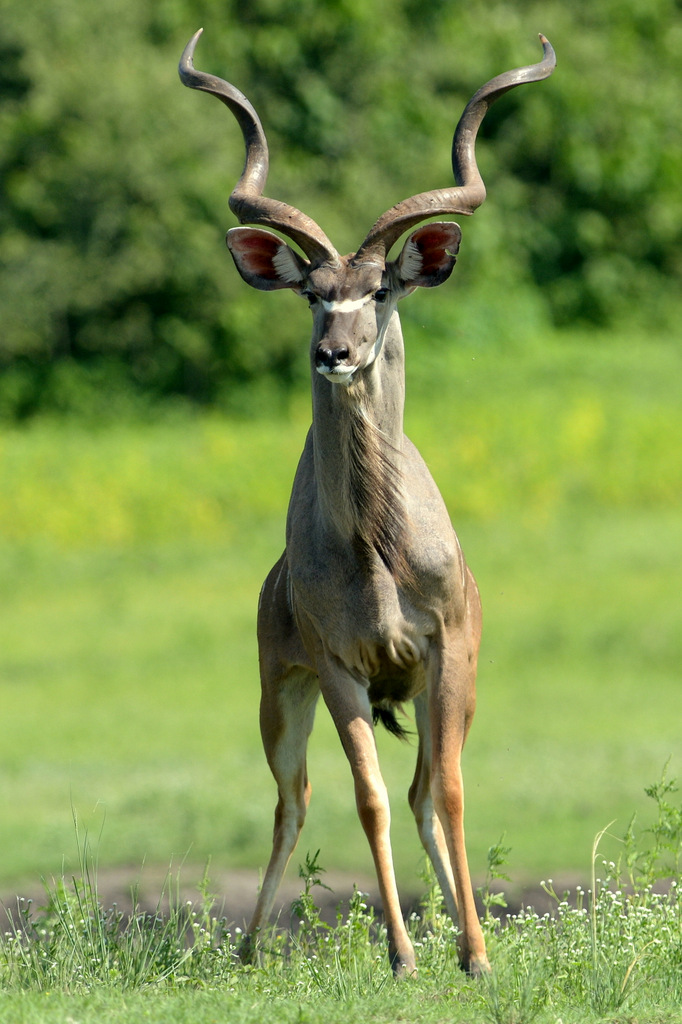 Grand koudou/Greater Kudu (3)