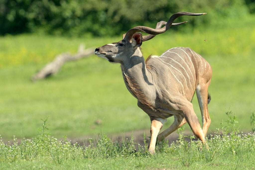 Grand koudou/Greater Kudu (4)