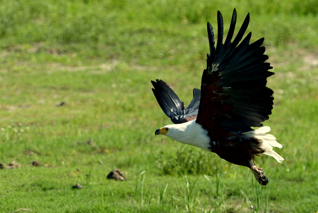 Aigle vocifère/African Fish Eagle (7)