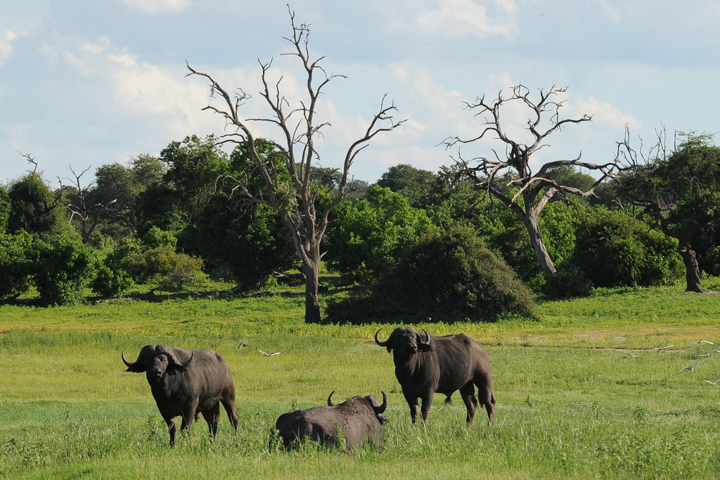 Buffle du Cap/Cape Buffalo (4)