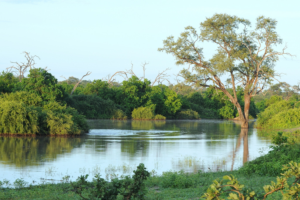 Chobe (11)