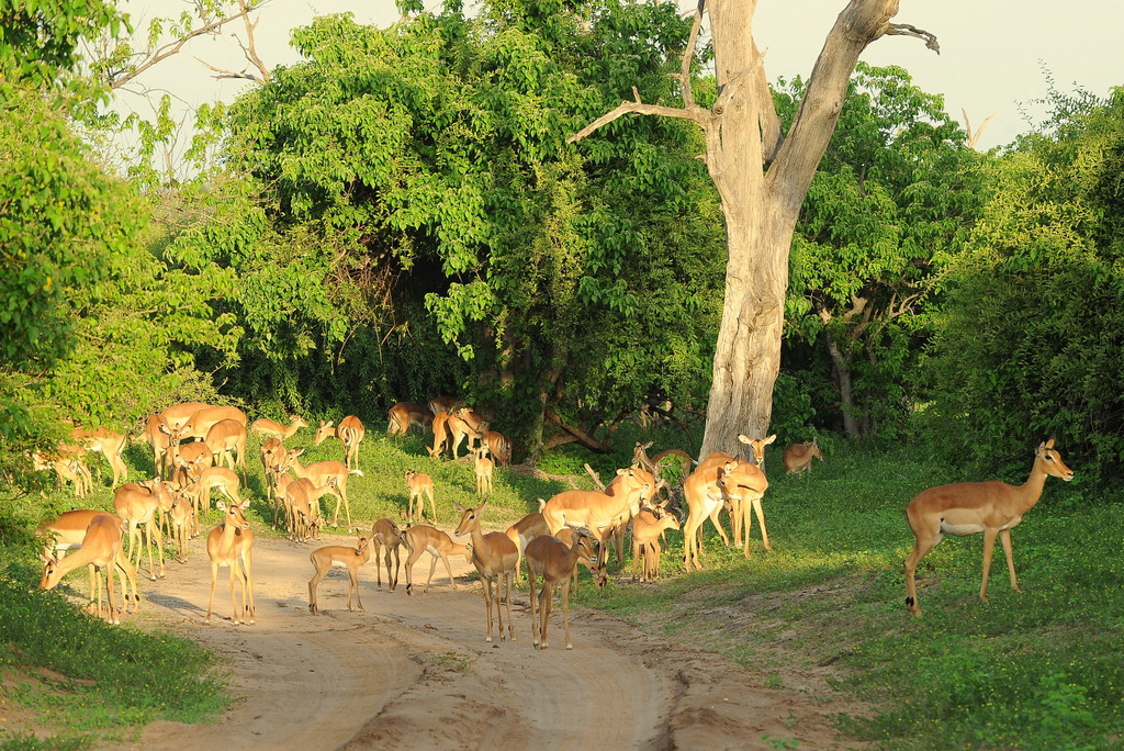 Impala