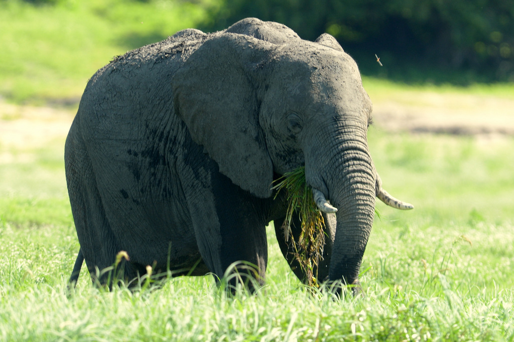 Eléphant (26)