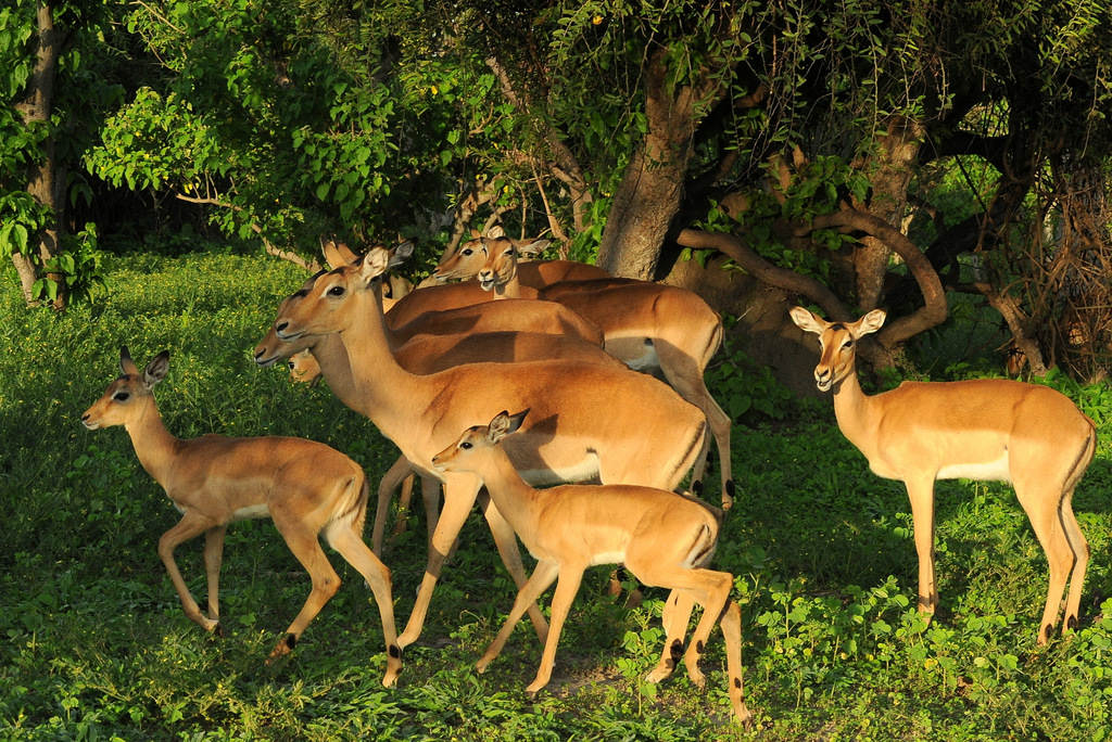 Impala (14)