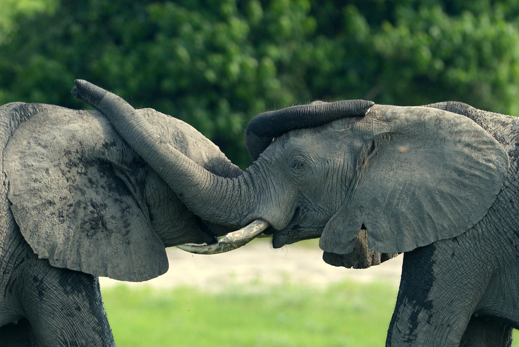 Eléphant (29)