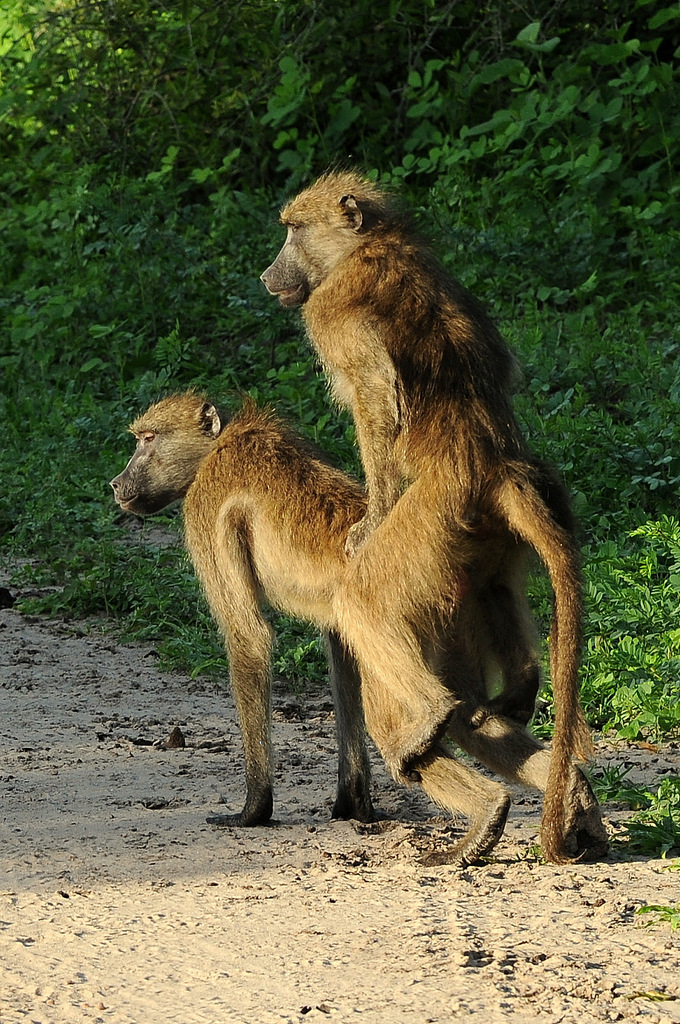 Babouin/Baboon (7)