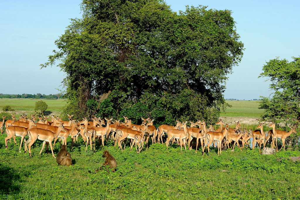 Impala (15)