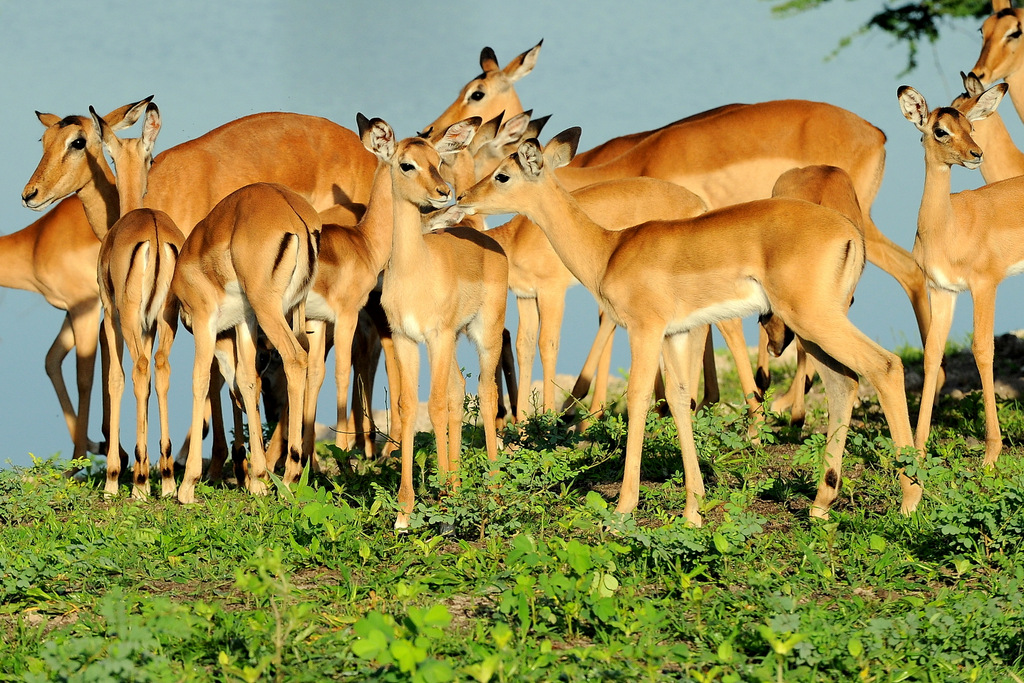 Impala (16)