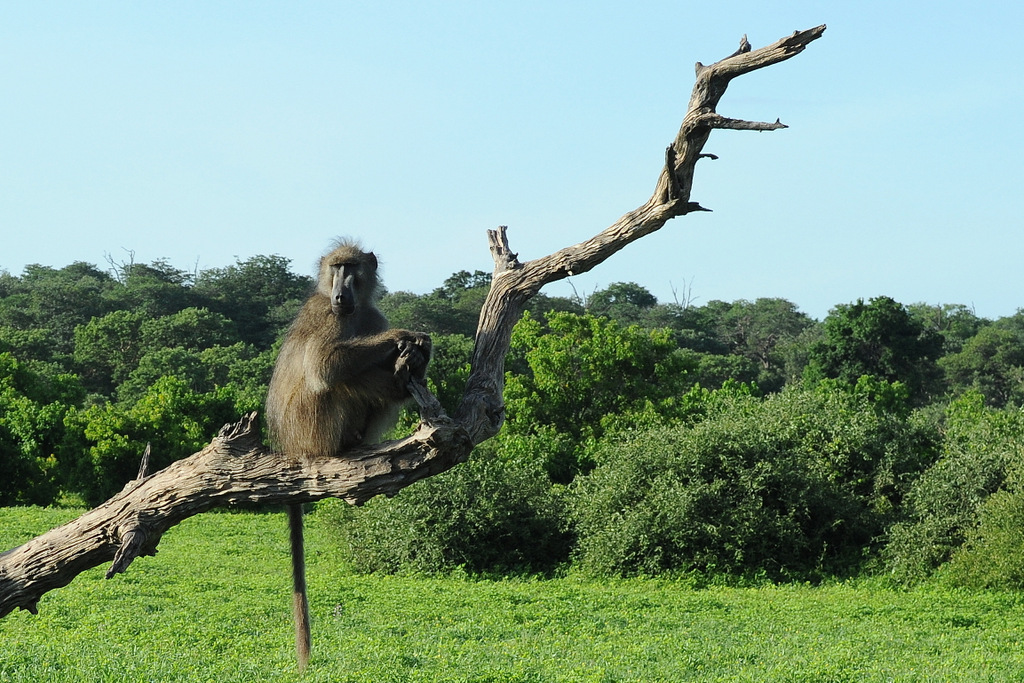 Babouin/Baboon (8)