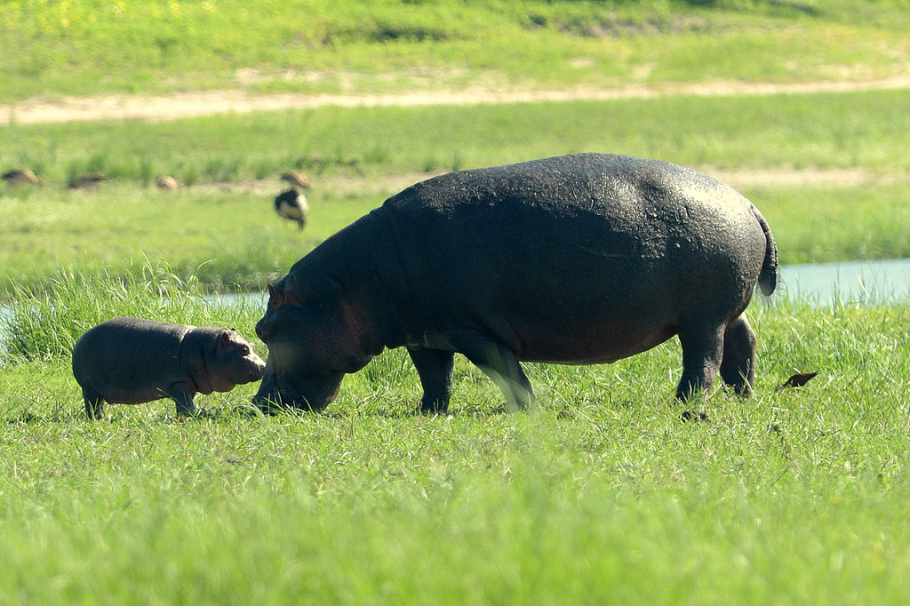 Hippopotame/Hippopotamus (13)