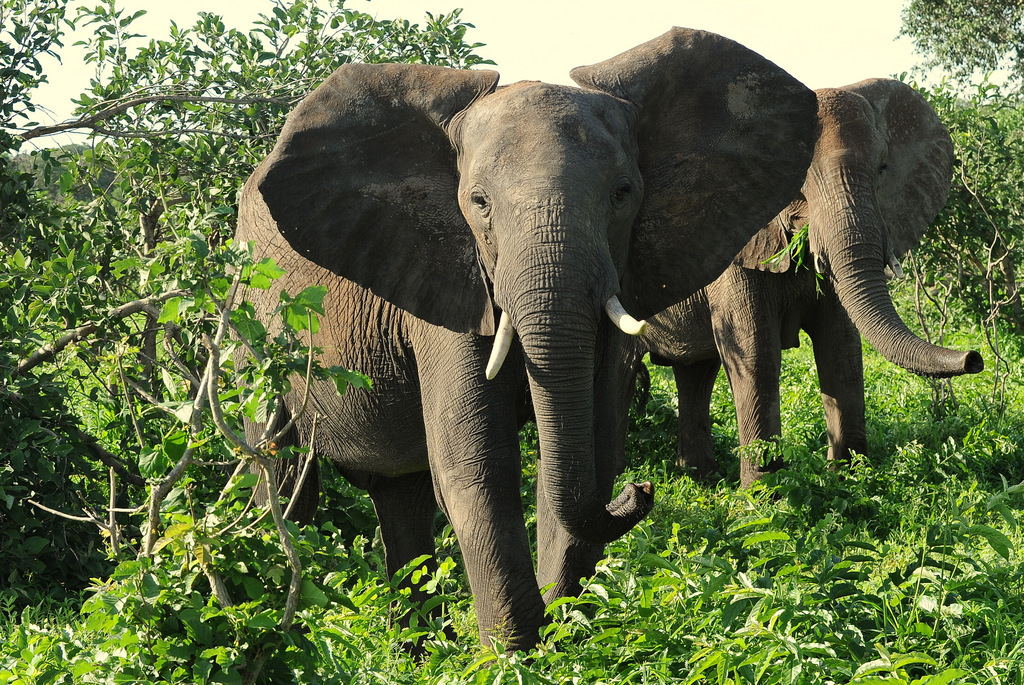 Eléphant (31)