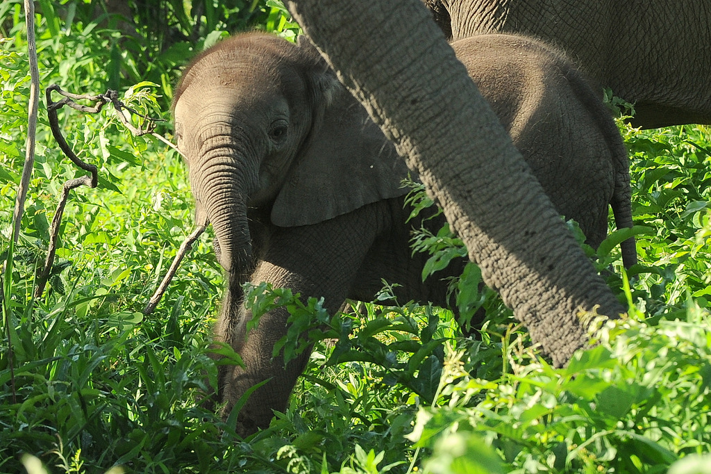 Eléphant (32)