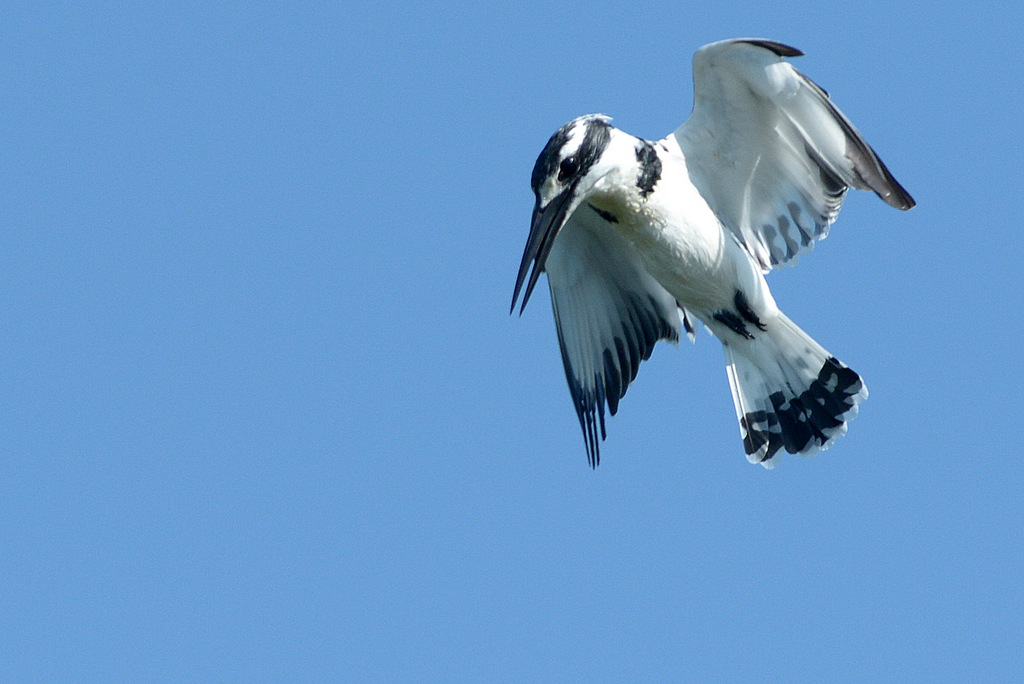 Martin-pêcheur pie/Pied Kingfisher (8)