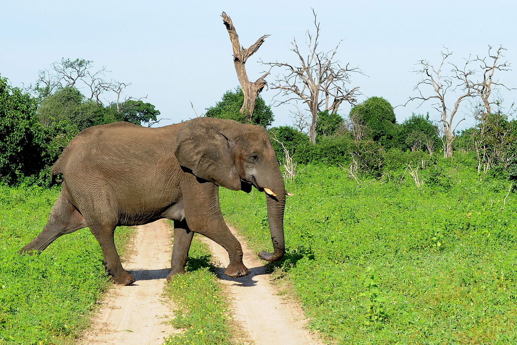 Eléphant (33)