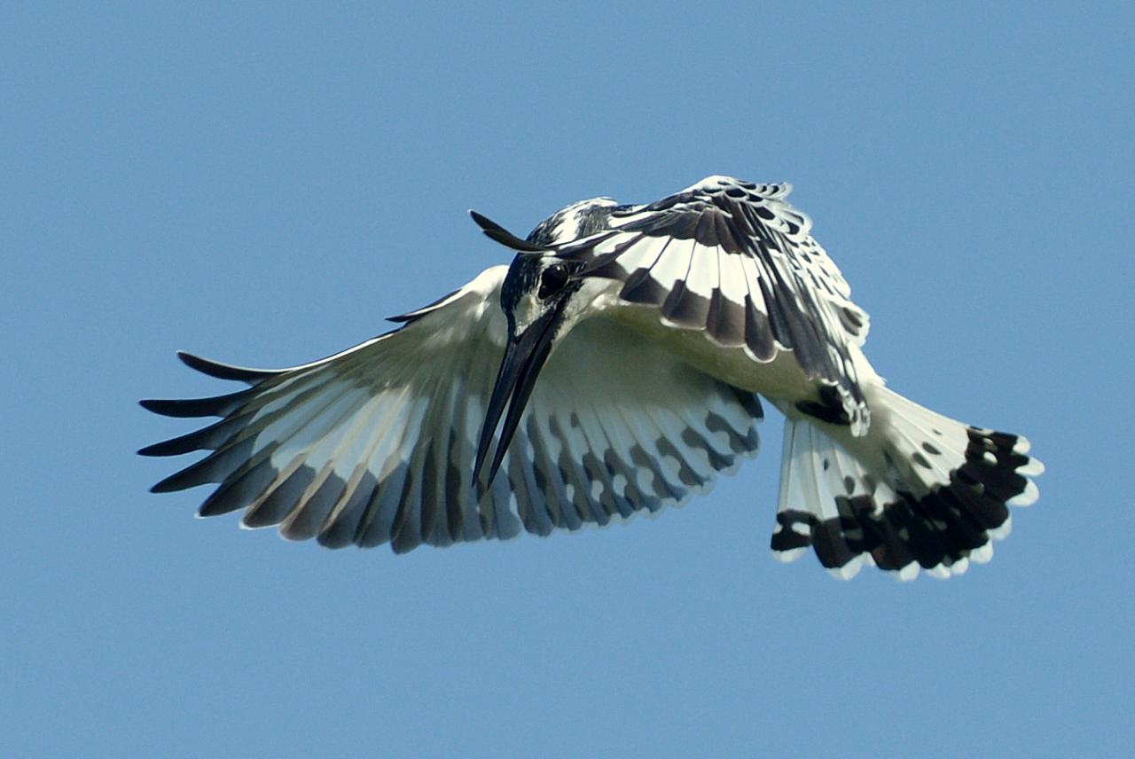 Martin-pêcheur pie/Pied Kingfisher (9)