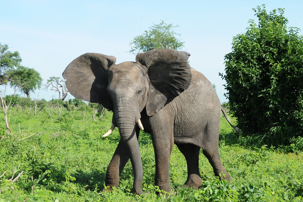 Eléphant (34)
