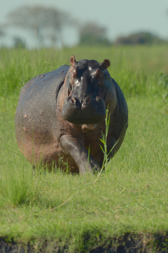 Hippopotame/Hippopotamus (14)