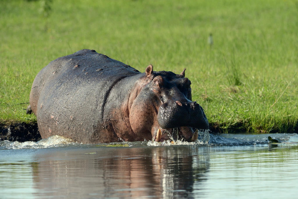 Hippopotame/Hippopotamus (15)