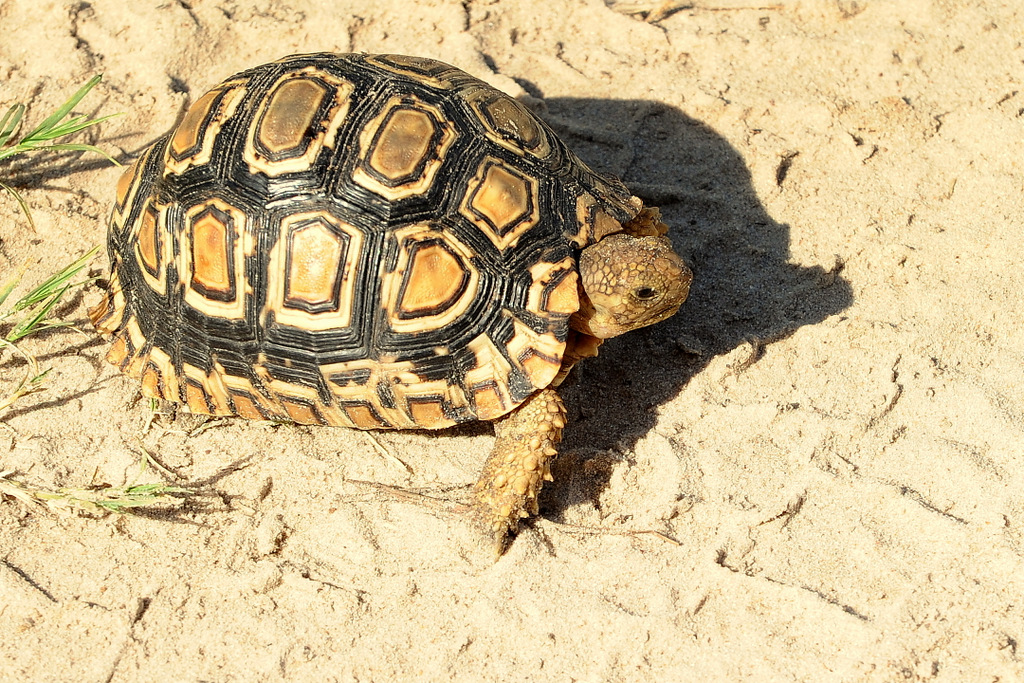 Tortue/Tortoise (1)