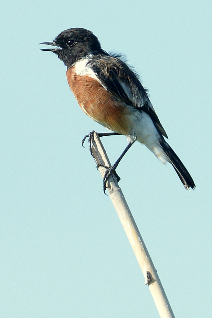 Tarier africain/African Stonechat (1)