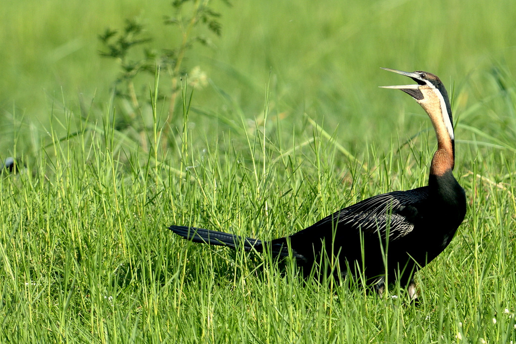 Anhinga/African Darter (3)