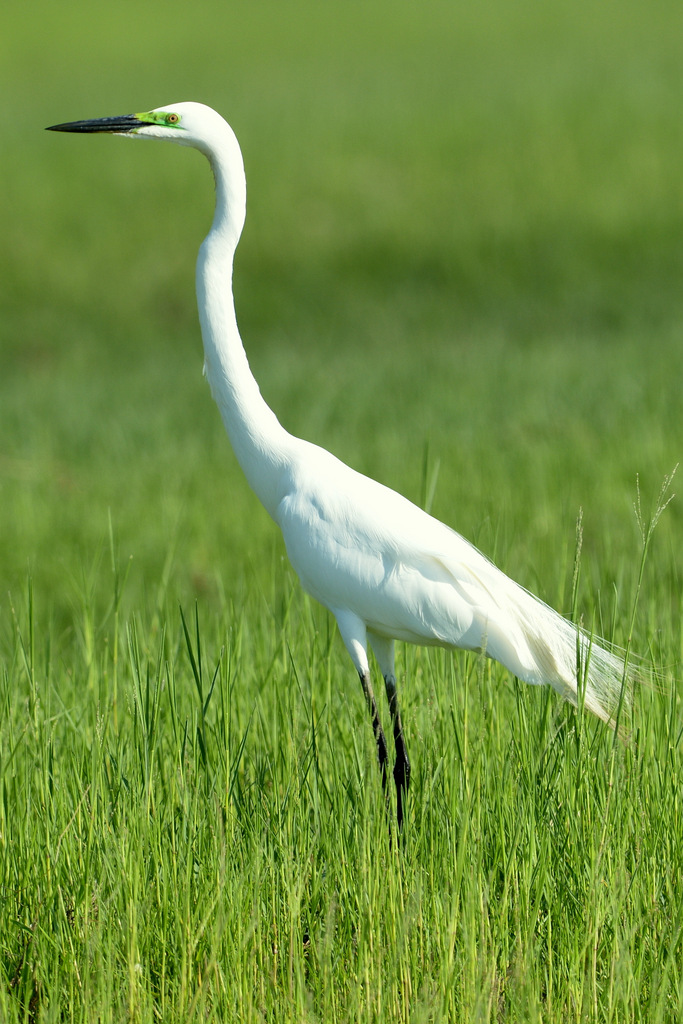 Grande aigrette/Great White Egret (5)