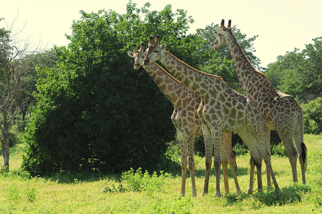 Girafe/Giraffe (2)
