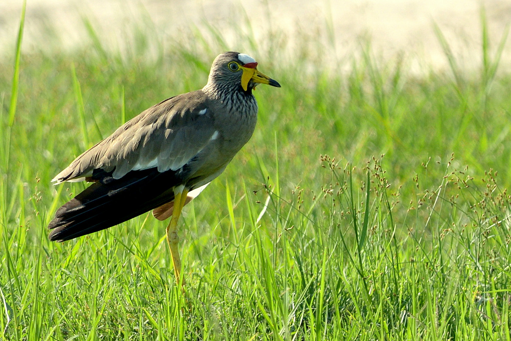 Vanneau du Sénégal/African Wattled Lapwing (1)