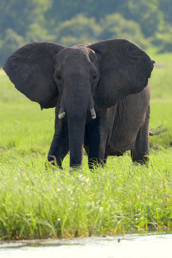 Eléphant (35)