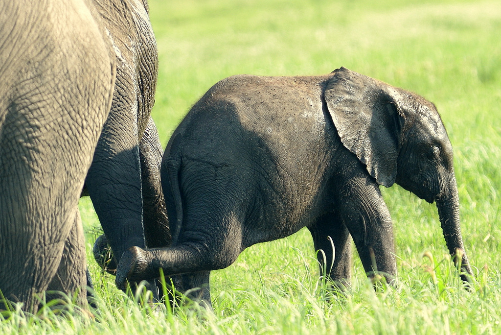 Eléphant (36)