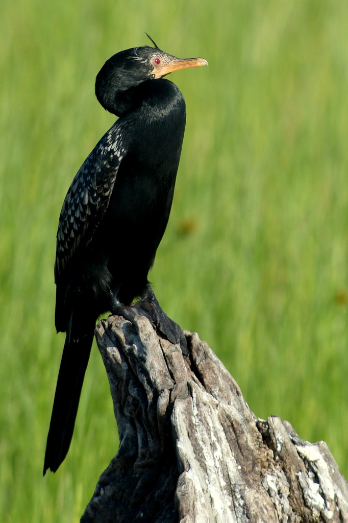 Cormoran/Cormorant (4)
