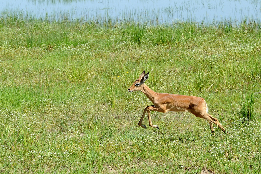 Impala (17)