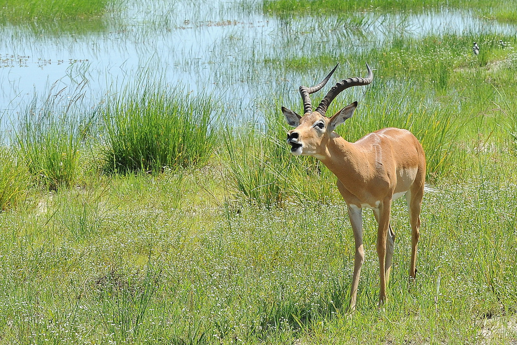 Impala (18)