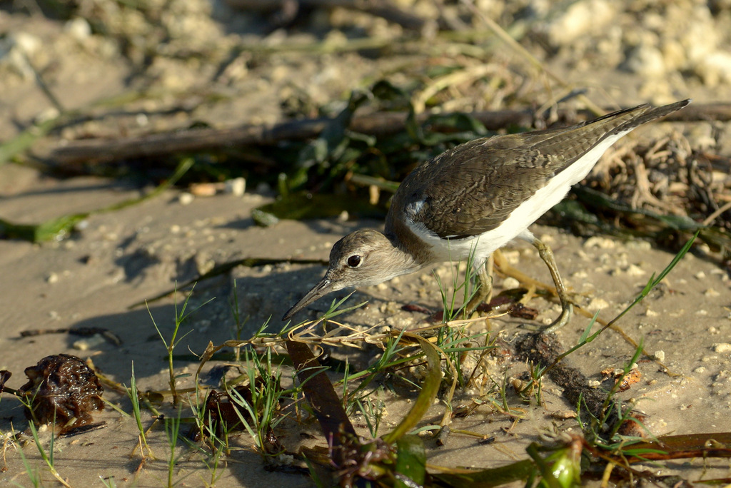 Chevalier guignette/Common Sandpiper (1)