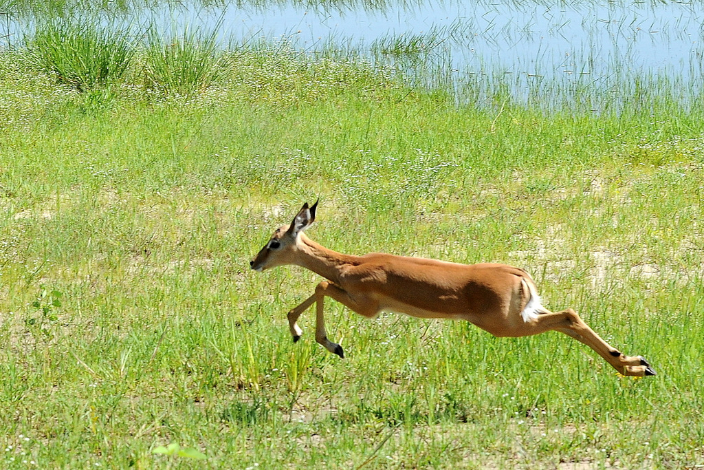Impala (19)