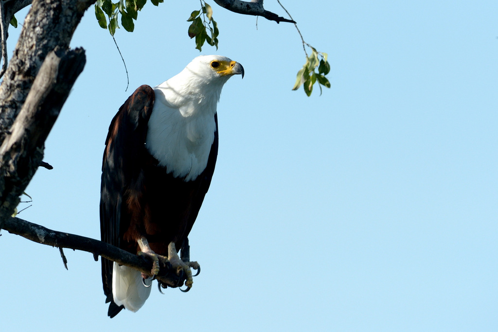 Aigle vocifère/African Fish Eagle (6)